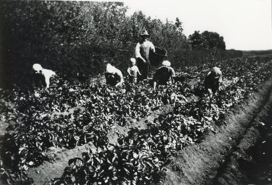 Potatisplockning Välingetorp