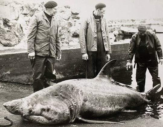 En stor brugdhaj fångades utanför Mölle 1968. Anders Knafve och Bengt-Erik Hansson. Eventuellt kan den tredje mannen vara Lars Hersö.